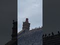 Amazing bird sounds . Starlings ?