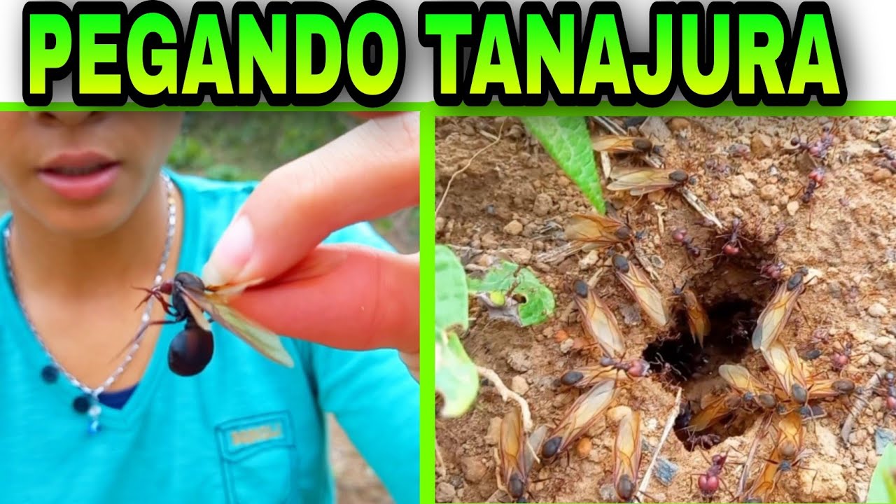 Pegando Tanajura/ Iça/