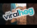 Sleepy Sloth Yawn || ViralHog