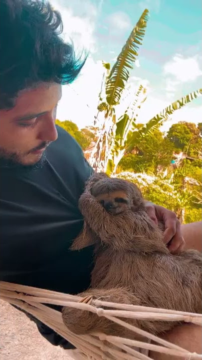 Sleepy Sloth Yawn || ViralHog