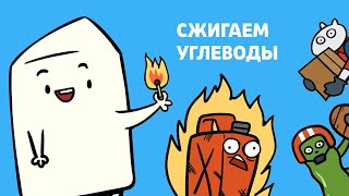 БЕЛКИ, ЛИПИДЫ и УГЛЕВОДЫ за 5 минут! | Анимация - биология