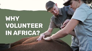 Why You Should Volunteer in Africa with Rhinos