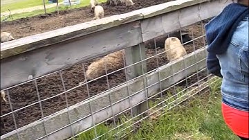 Trip to Bakers Green Acres May 2015