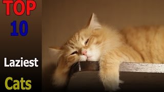Top 10 laziest cat breeds | Top 10 animals