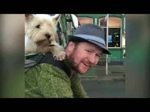 Silly Pet Videos on Youtube | Cute Funny Paws