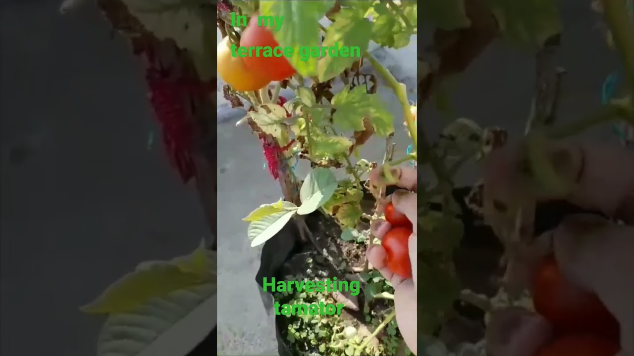 In My Terrace Garden 