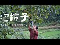 The best way to eliminate the astringency of persimmons|柿子去澀味有妙招，保留柿子新鮮口感，吃起來脆甜【乡野莲姐】