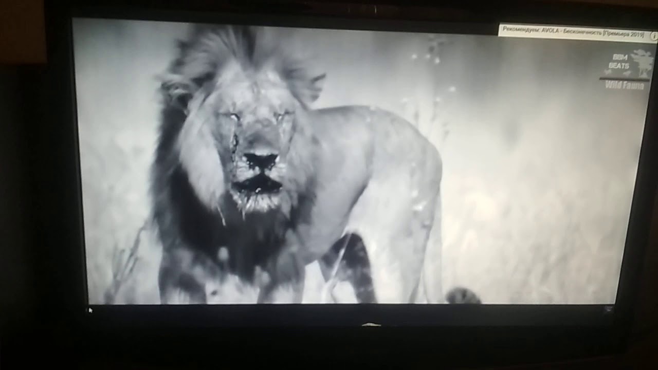 Лев - YouTube
