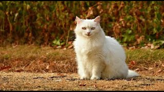 Funniest Cats  Awesome Funny Pet Animals try not laugh pet Video