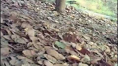 bây gà rừng ngày 5/2/2021 gắp gà rừng quá sung