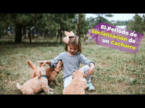 Video: Socializar un cachorro en crecimiento