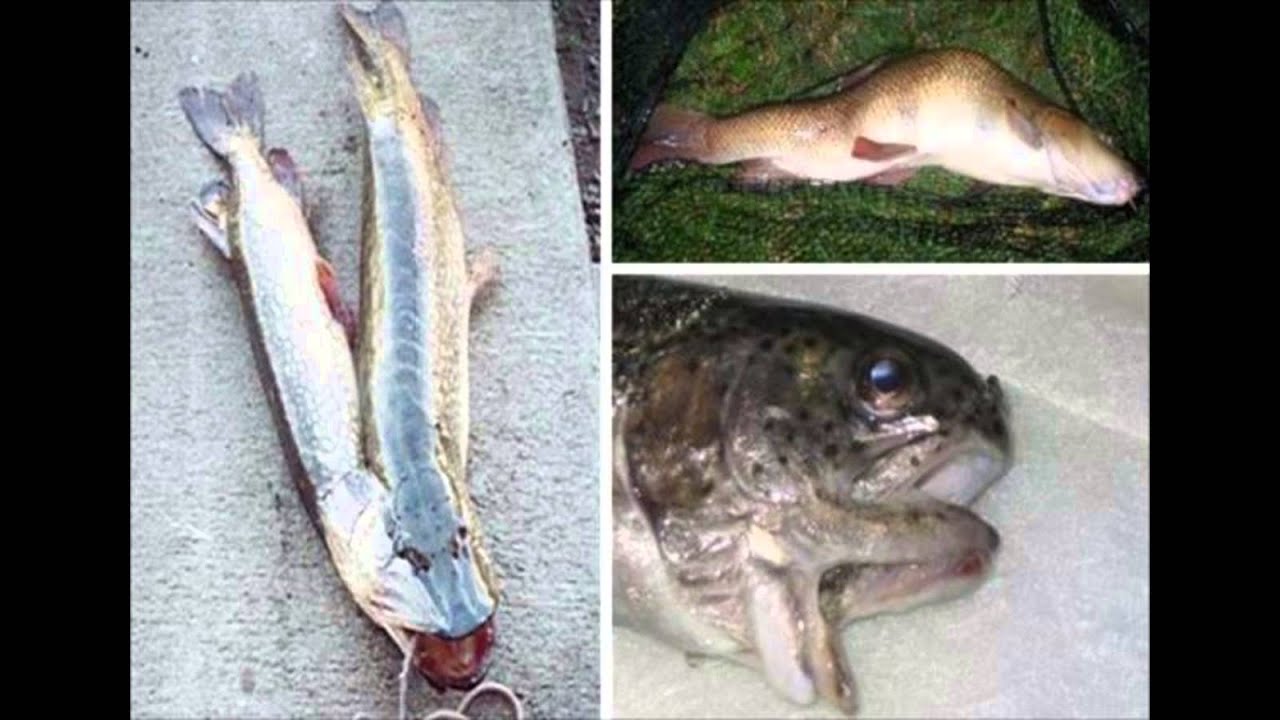 奇形動物 Youtube