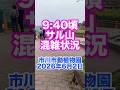 市川市動植物園混雑状況【2026年6月2日】　#がんばれパンチ #市川市動植物園 #animals #ニホンザル #オランママ # #punch #animalshorts #shorts