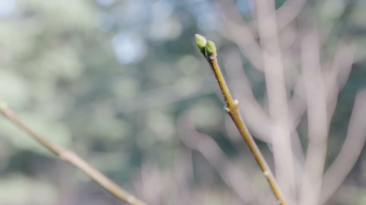 Charming Sanctuary on Pender Island - 3722 Port Road