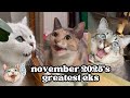 Ekekekkekkek Compilation BEST Cat Chirping Chittering Chattering Clicking Of November 2025