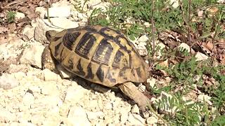 Шипоопашата костенурка (Testudo hermanni)