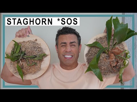 Video: Менин Staghorn папоротнигим жалбырактарын жоготуп жатат - Staghorn папоротниктерин төгүү үчүн эмне кылуу керек