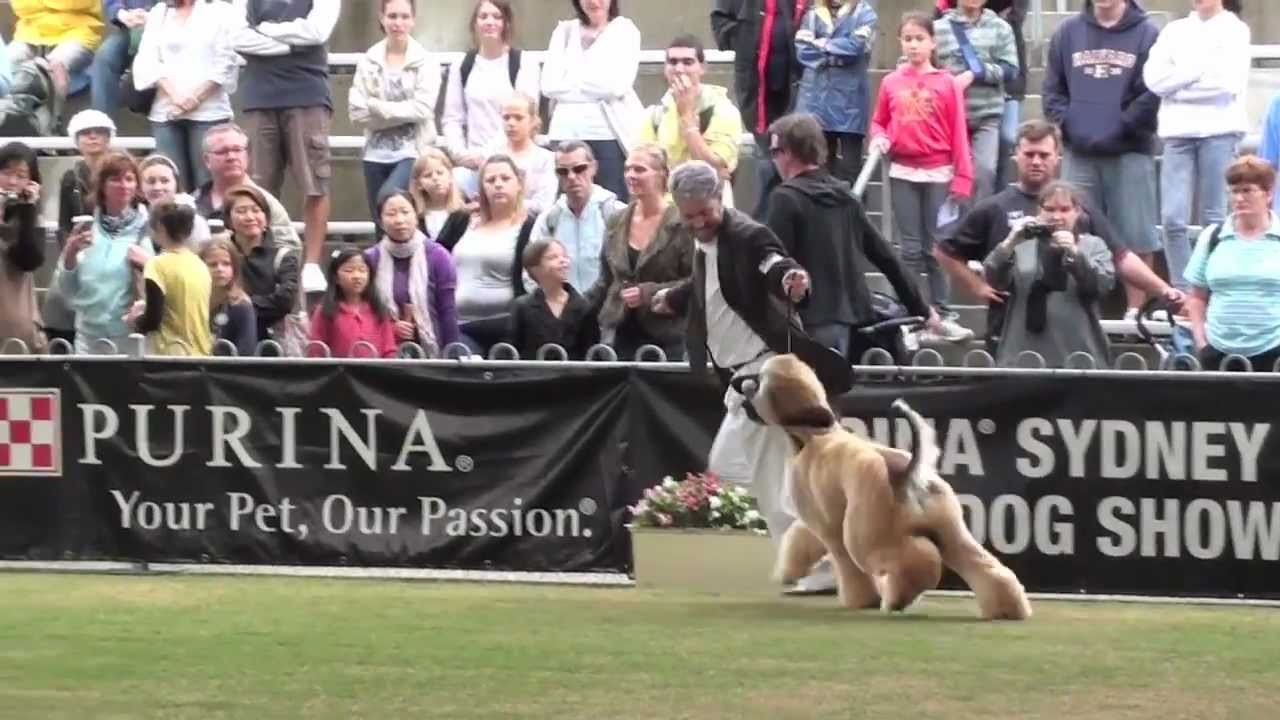 Karakush The Meow Factor, Ralph - at 10 months