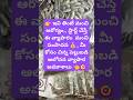 #smallscalebusiness #smallbusinessideas #todayupdate #localbusiness #freelance #creative #andhra