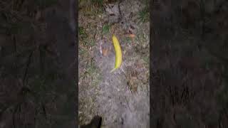 the banana fishing myth is FAKE