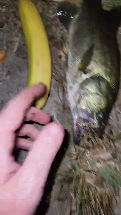 the banana fishing myth is FAKE