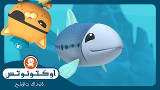 أوكتونوتس | 🐟 مدرسة السردين المفقودة 🏫 | السلسلة 1 | الحلقة 40