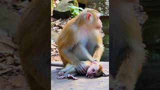 Hak Han MDJ Channel Daily Monkey Video SHORTS  Animal Monkey