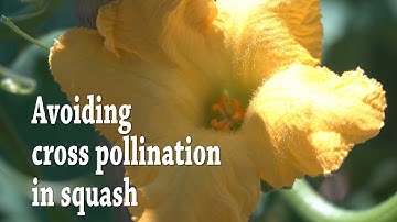 Seed saving: Avoiding cross pollination in squash