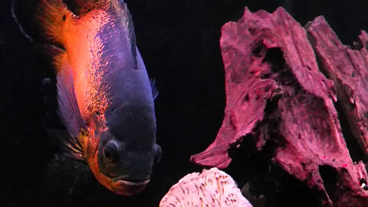 Oscar fish growth - YouTube