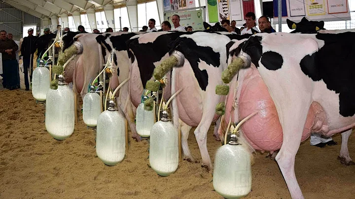 Latest Modern Dairy Farming Process - Milk Harvest - Million Dollars High Efficiency Cleaning System - DayDayNews