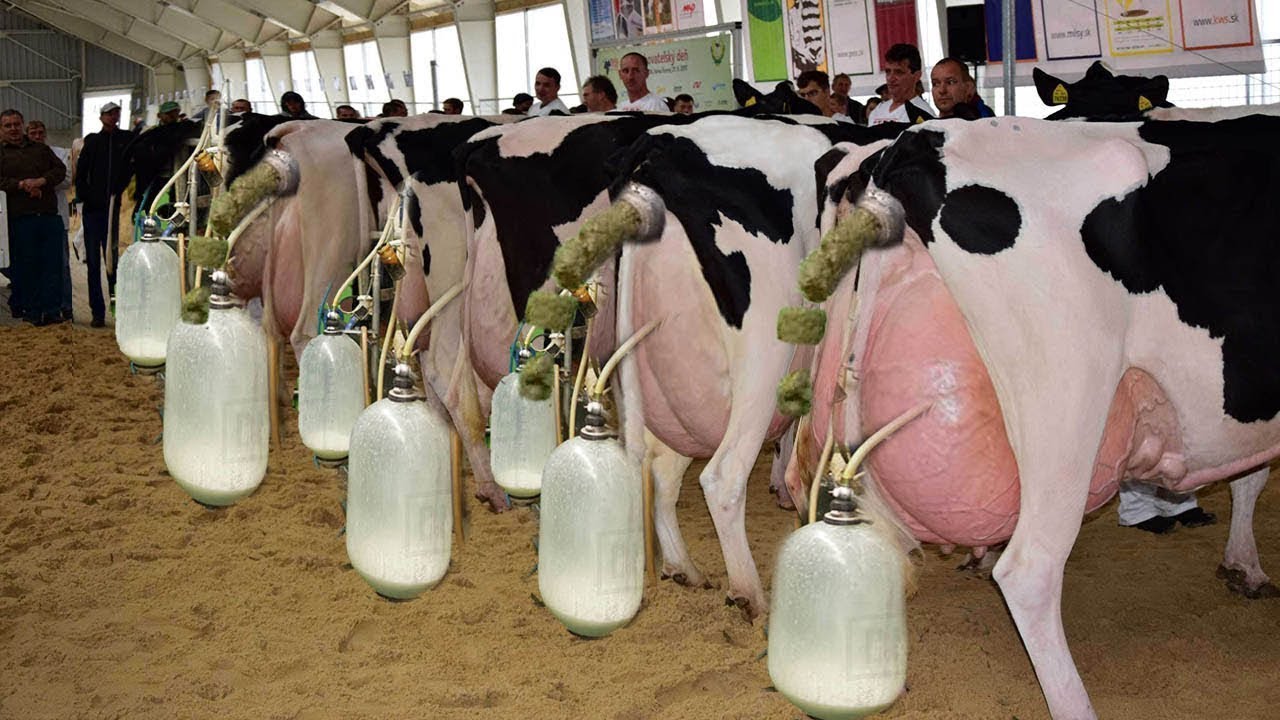 Latest Modern Dairy Farming Process - Milk Harvest - Million Dollars ...