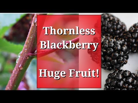 Video: Bramble Plant Info: Care sunt caracteristicile Brambles