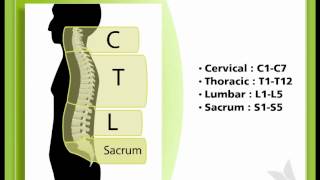 Sci You 1.3-Levels Of Injury