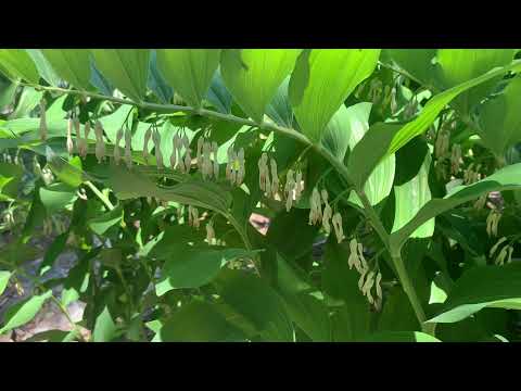 Video: False Solomon's Seal Plant: Solomon's Plume in tuinen laten groeien