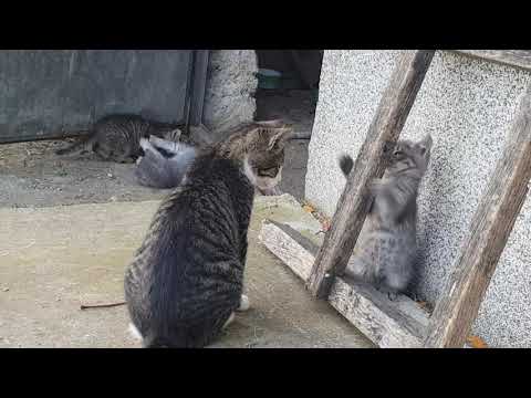 Video: Kad Mačići Otvore Oči