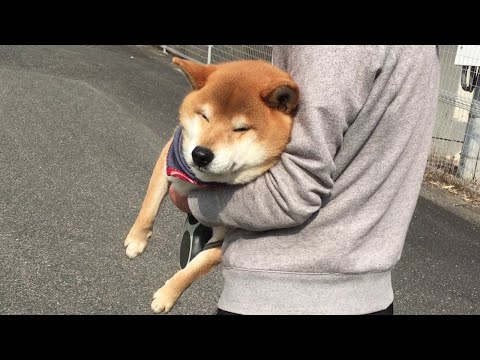 帰宅拒否してるうちに道端でうっかり居眠りし強制的に連れ帰られる柴犬 Shibe fell asleep during the walk and was forcibly taken home.