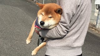 Shibe took a nap while refusing to return home from the walk, so he was forcibly taken home.