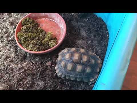 Video: Öroninfektioner I Sköldpaddor - Öroninfektion I Sköldpadda - Ljudabscesser I Reptiler