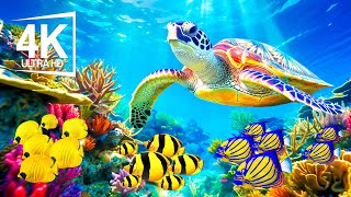 Beautiful Underwater Ocean Floor 4K ULTRA HD - Footage Of Colorful Creatures In Ocean