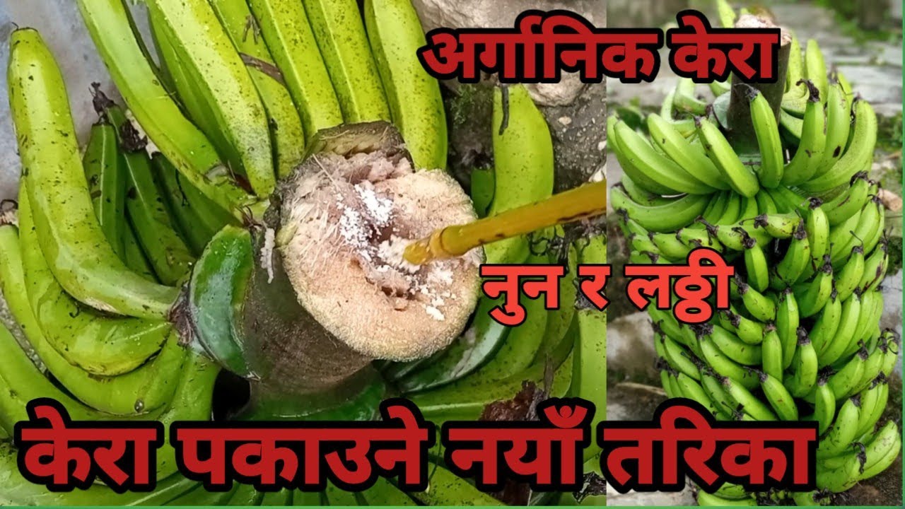 केरा पकाउने नयाँ  तरिका ।अर्गानिक केरा पकाउने सरल तरिका ।नुन हालेपछि मज्जाले पाक्छन केरा ।🍌🍌