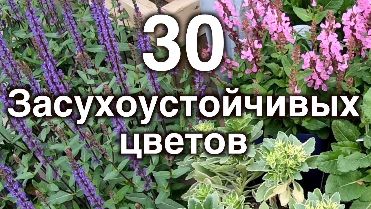  цветы. 30 неприхотливых многолетников для сада. - YouTube