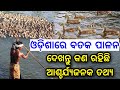 How to make money by duck farming in odisha full details explained with investment area food odia