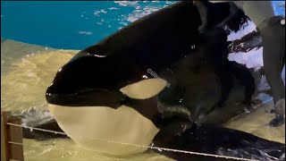 Orca Encounter (full presentation) Jan. 13, 2024 - SW San Diego by Tilikum16 1,049 views 1 month ago 21 minutes