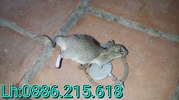 Cạm bẫy chuột bẫy chồn cầy cáo mèo lợn rừng giá rẻ chỉ từ 8k 1 cạm 9cm.