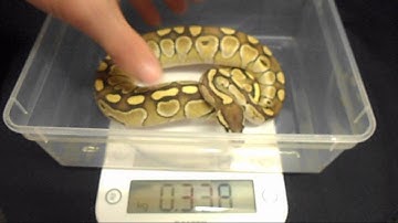 Weighing Baby Ball Pythons