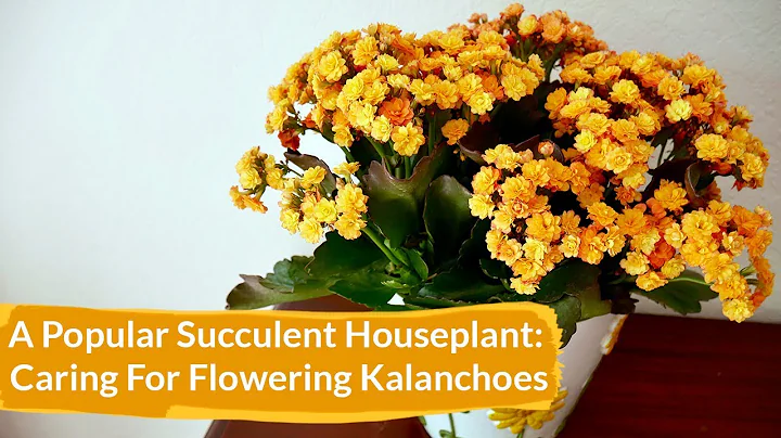 How to Care for Flowering Kalanchoes Indoors / Joy Us Garden - DayDayNews