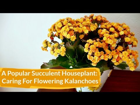 Видео: Гэрээр хийсэн Kalanchoe цэцэг: ургамлыг цэцэглэхэд хэрхэн арчлах вэ?