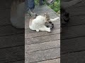 #귀여운 #고양이 #들고양이 #산고양이 #반려동물 #귀요미 #cute #cat #wildcats #집고양이 #먹이 #애완 #하품 #졸린고양이 #산신령 #힐링 #seoul #북한산