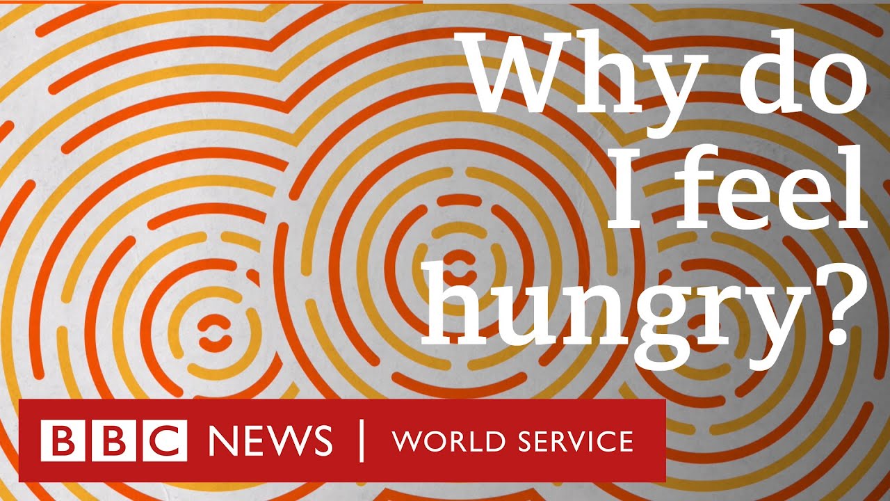 Why do I feel hungry? BBC World Service YouTube