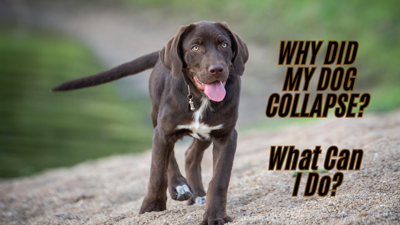 Почему мой лабрадор-ретривер упал в обморок, когда мы вышли на пробежку?